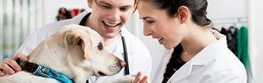 Veterinärer med hund
